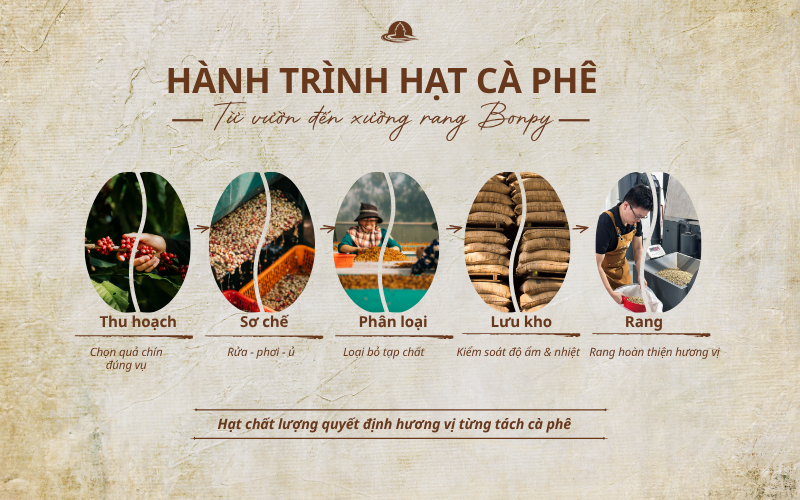 HÀNH TRÌNH HẠT CÀ PHÊ – TỪ VƯỜN ĐẾN XƯỞNG RANG BONPY