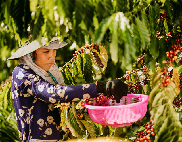 Thu hoạch đúng thời điểm